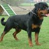 Rottweilers Maul Little Old Lady In Prospect Park